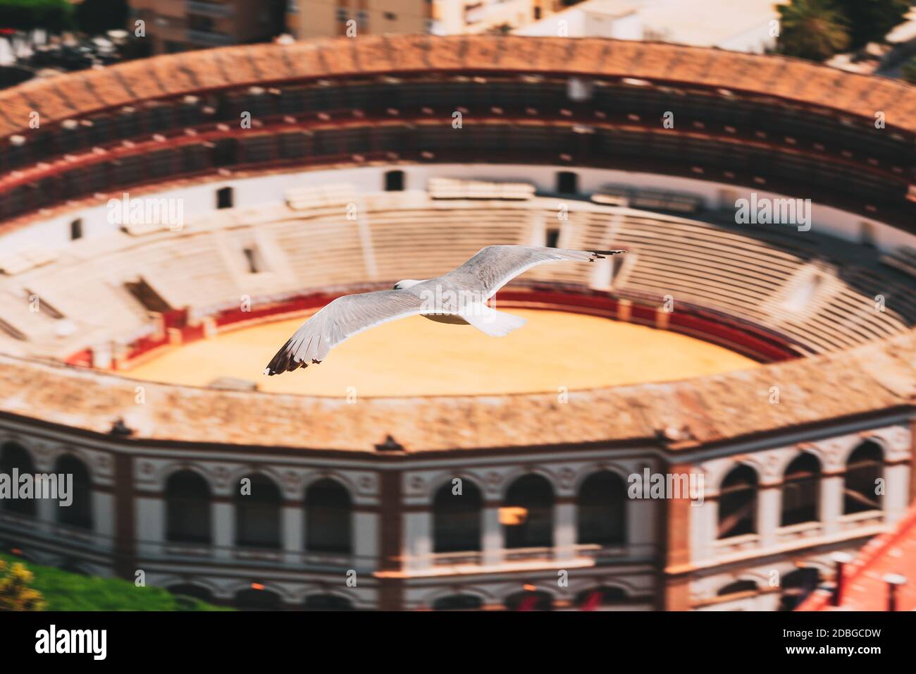 Málaga, España. Gaviota volando sobre Plaza de Toros de Ronda en Málaga, España. La Malagueta es la plaza de toros. Primer plano Foto de stock