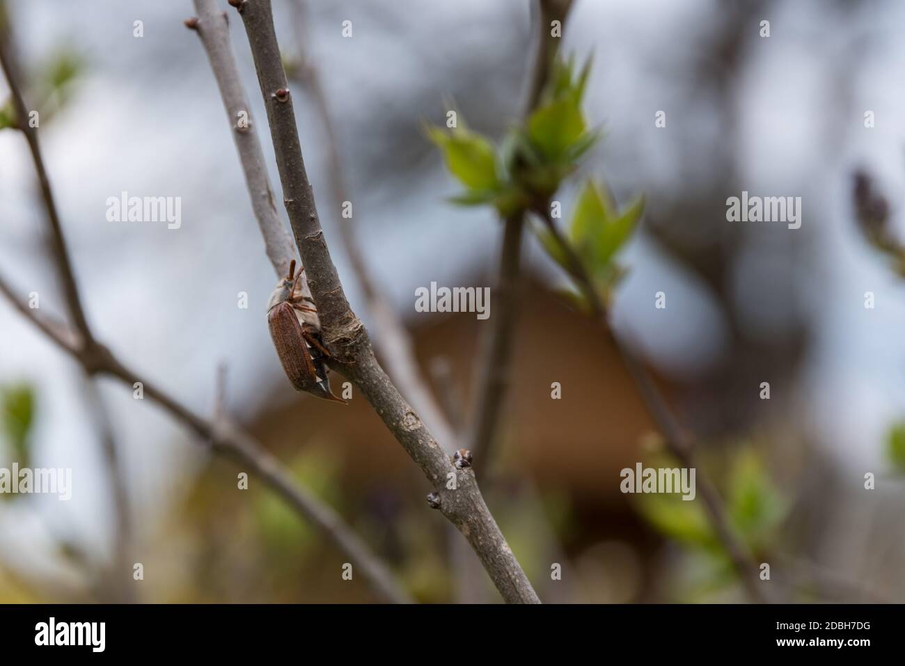 Peste de escarabajo de junio - insecto marrón de la familia de la viga de caballo Foto de stock