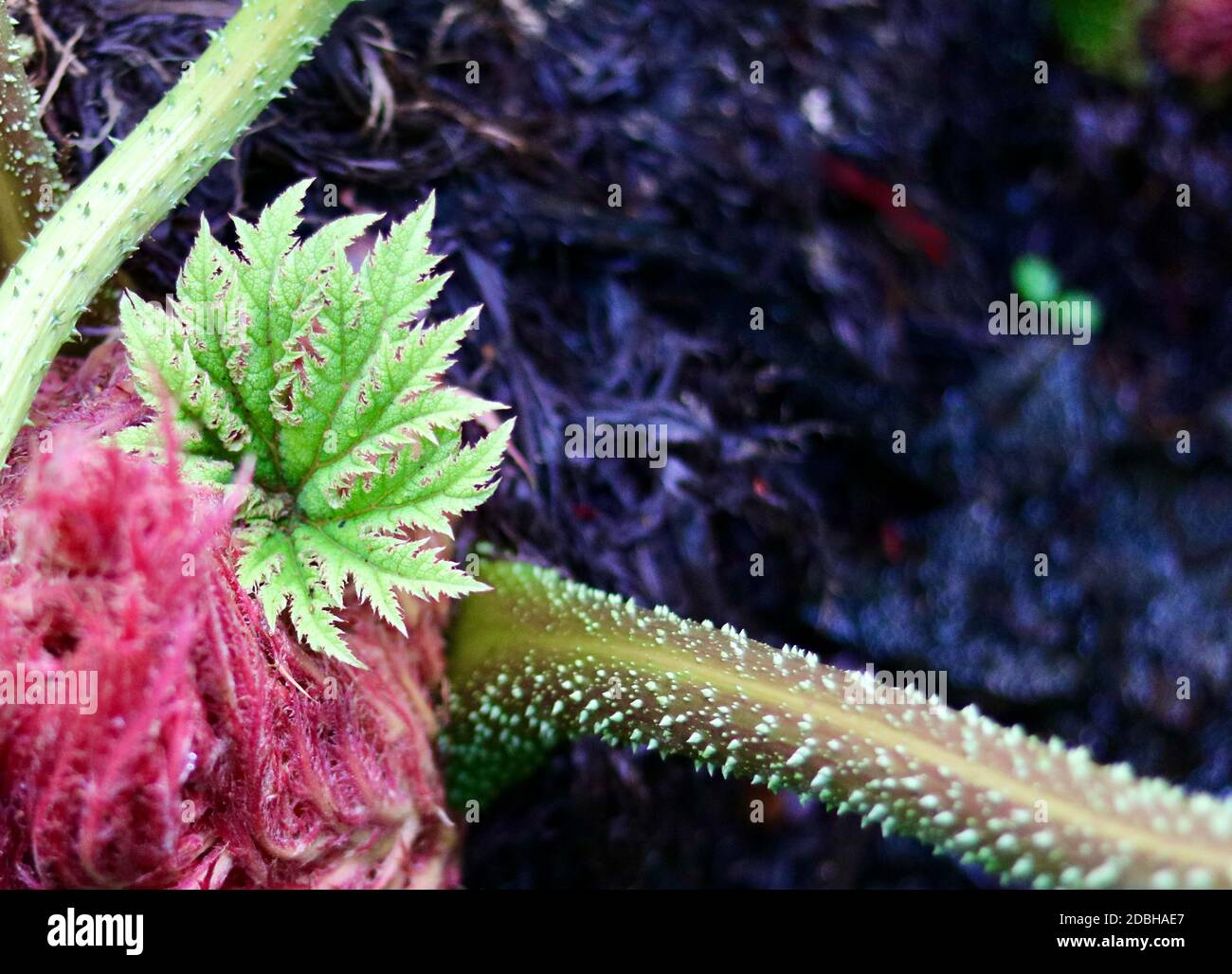 Hermosa manicata gunnera con follaje rosa y verde y copia espacio Foto de stock