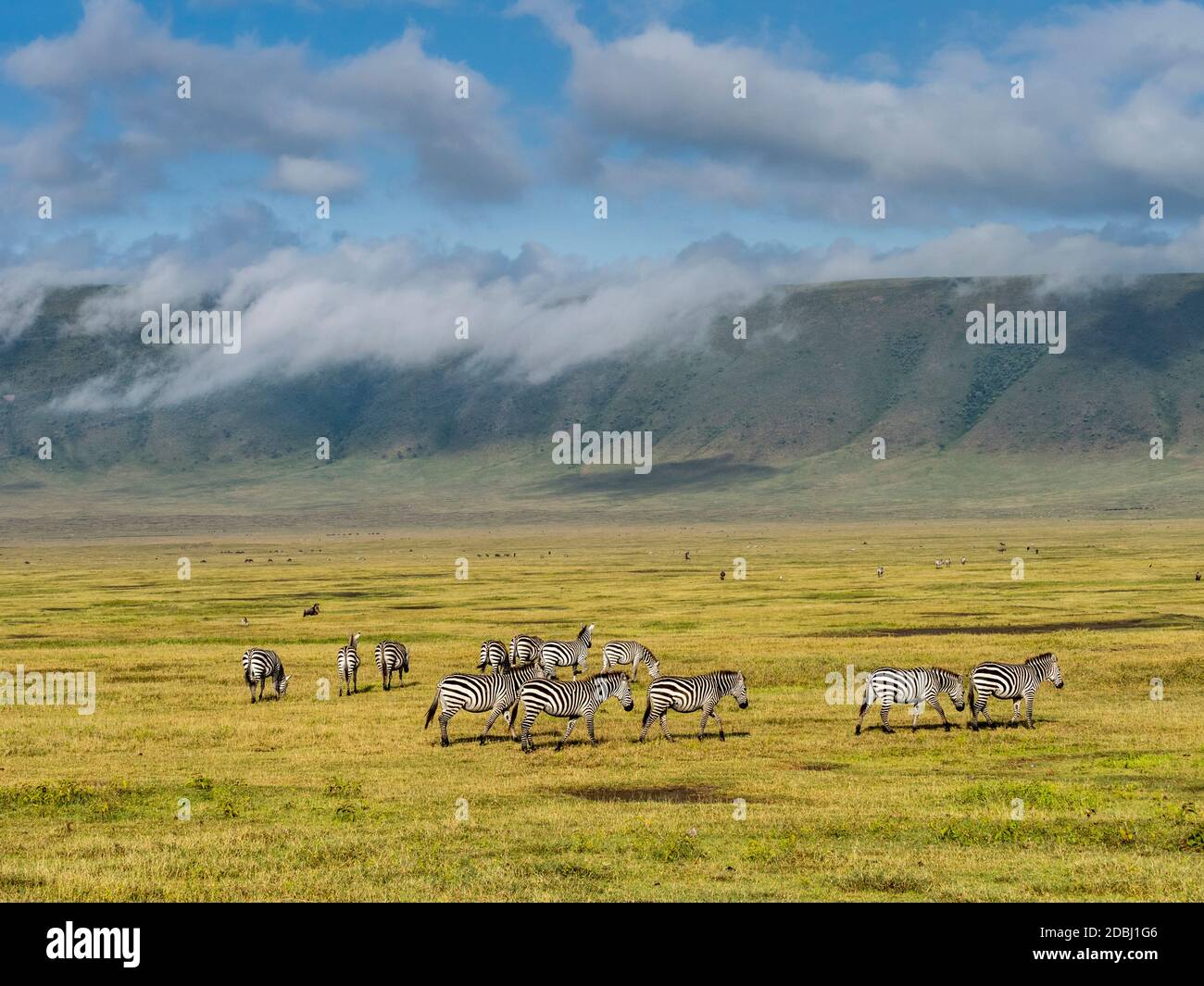 Llanuras cebras (Equus quagga), dentro del Cráter Ngorongoro, Patrimonio de la Humanidad de la UNESCO, Tanzania, África Oriental, África Foto de stock