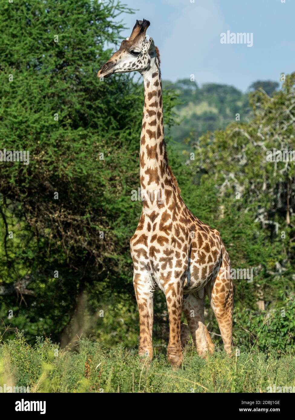 Macho adulto Masai Giraffe (Giraffa camelopardalis tippelskirchii), Parque Nacional Tarangire, Tanzania, África Oriental, África Foto de stock