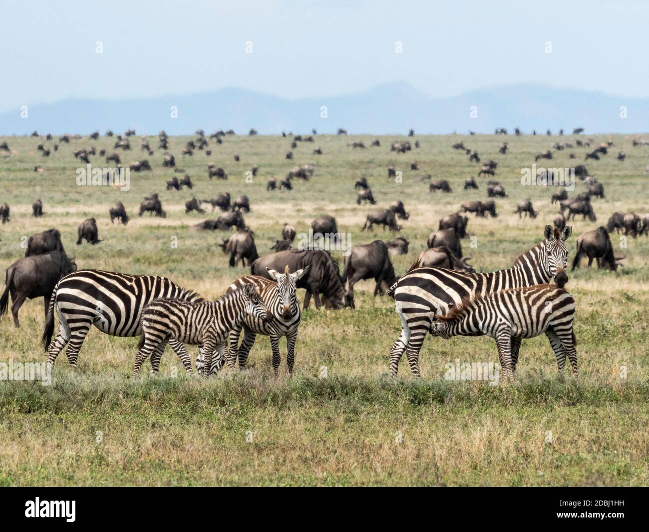 Llanuras cebras (Equus quagga), madres y coltas en el Parque Nacional Serengeti, Patrimonio de la Humanidad de la UNESCO, Tanzania, África Oriental, África Foto de stock