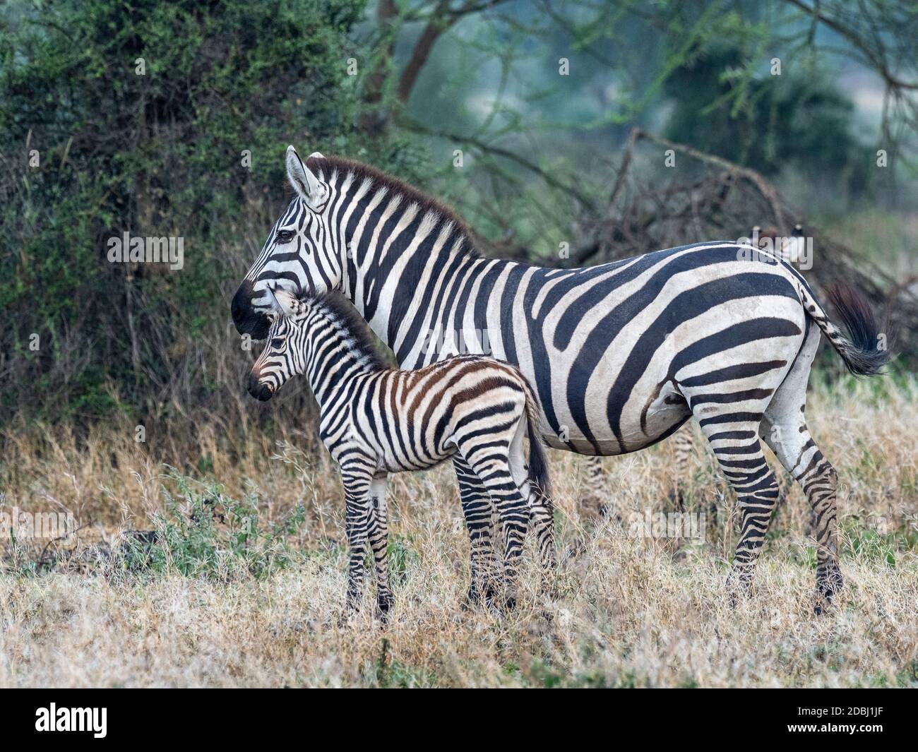 Plains zebra (Equus quagga), madre y colt, Parque Nacional Serengeti, Tanzania, África Oriental, África Foto de stock