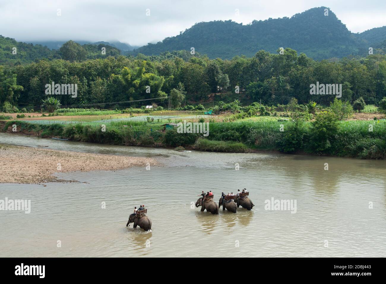 Montar elefantes asiáticos cerca de Luang Prabang, Laos, Indochina, Sudeste de Asia, Asia Foto de stock