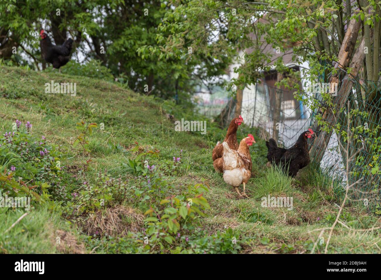 pollos de la gama libre feliz en una granja - gama libre granja de pollos Foto de stock