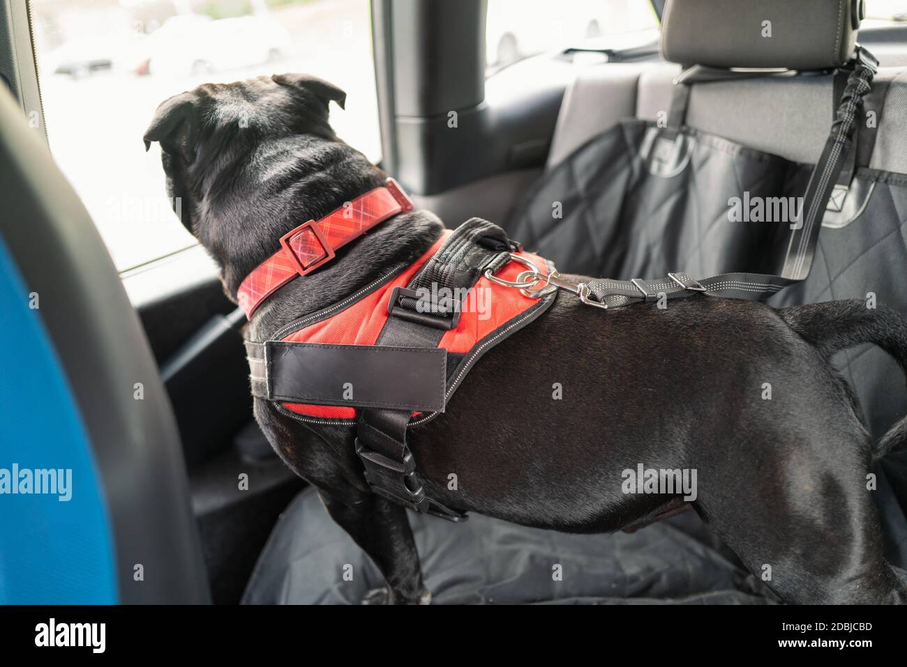 Cachorro De Boston Terrier Tumbado En Una Manta En El Asiento Trasero De Un  Coche. Ella Lleva Un Arnés Naranja Imagen de archivo - Imagen de mirando,  blanco: 214417089