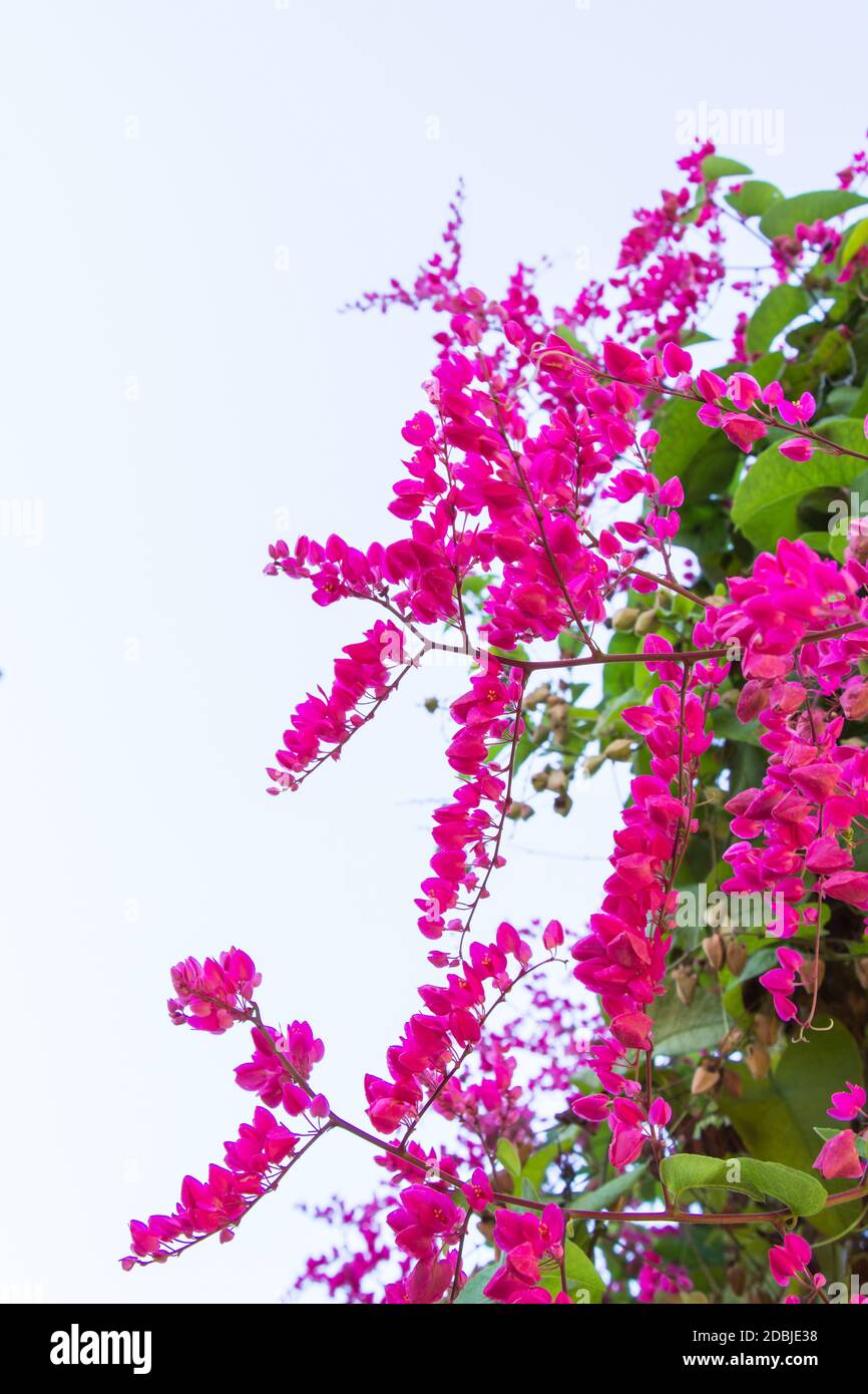 Mexicana Antigonon leptopus es lenta, planta ornamental que es nativa de  México. Es una enredadera con flores de color blanco o rosa Fotografía de  stock - Alamy