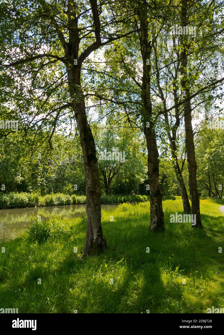 Árboles de verano junto al Canal Cromford en el Pico Derbyshire Distrito Inglaterra Reino Unido Foto de stock