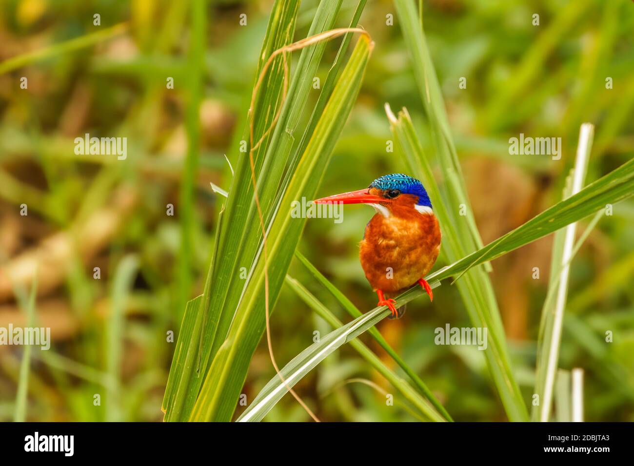 Malachite Kingfisher (Alcedo cristata) encaramado en una hierba verde, el Parque Nacional Reina Isabel, Uganda. Foto de stock