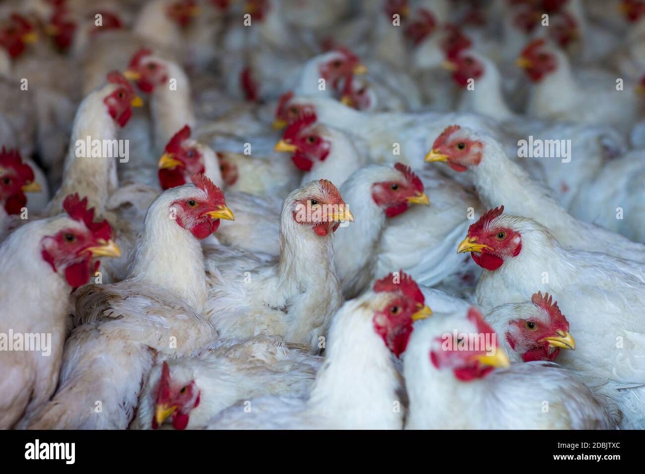 Pollos blancos ajenos esperando ser carnicados, Elk Hart Lake, Wisconsin, Estados Unidos Foto de stock