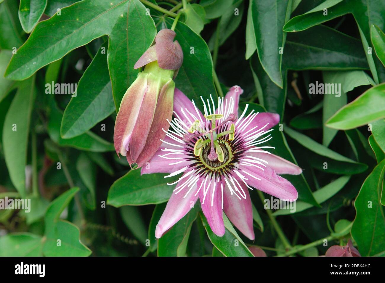 Passiflora x violacea Foto de stock