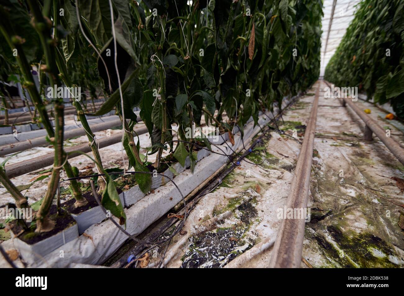 Verduras para hidroponía. Los pimientos cultivados en recipientes  especiales en granjas inteligentes con sistemas hidropónicos Fotografía de  stock - Alamy