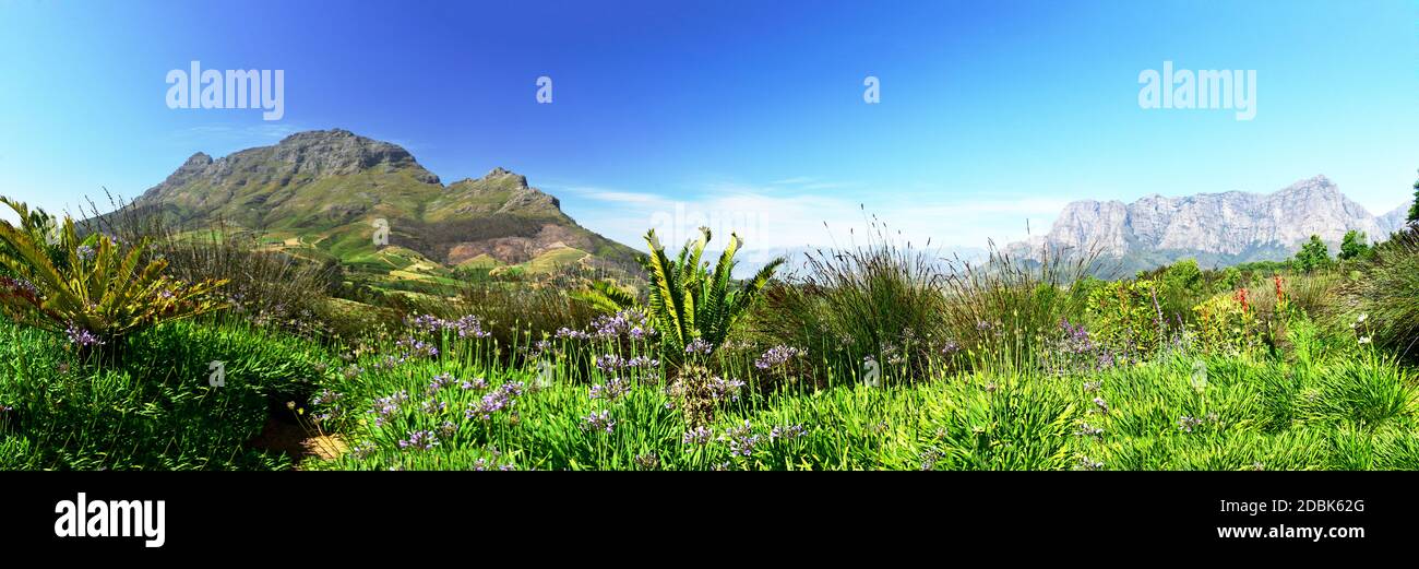 Fantástico paisaje alrededor de Stellenbosch en la región vinícola del Cabo Foto de stock