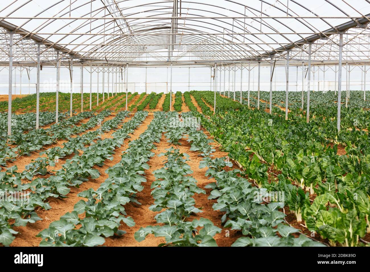 Producir a partir de la agricultura orgánica sostenible, en invernadero  Fotografía de stock - Alamy