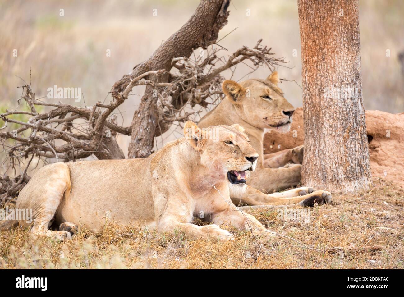 Algunos leones descansan a la sombra de un árbol Foto de stock
