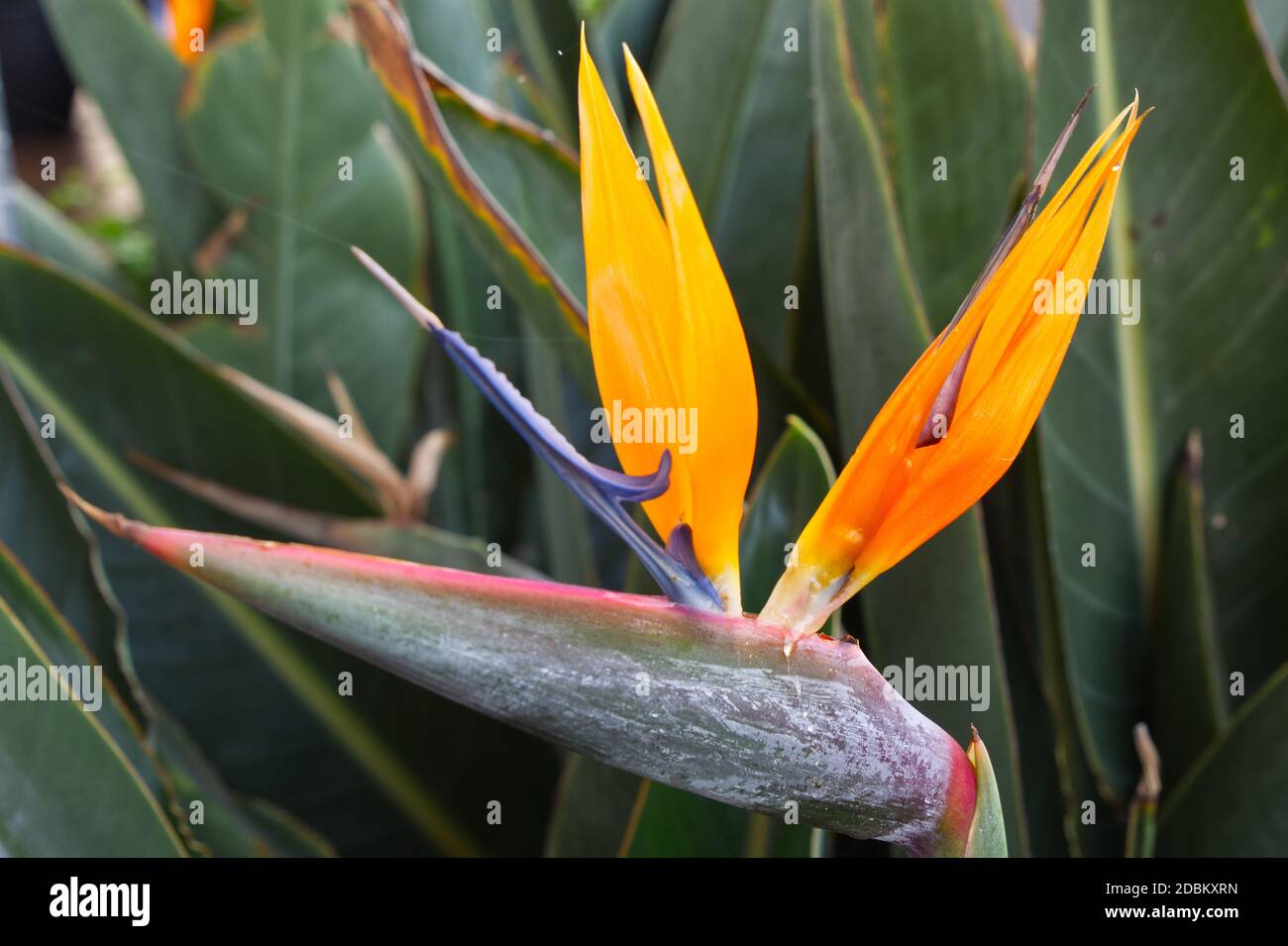 Flor de pájaro del paraíso (Strelitzia), en la Palma, Islas Canarias  Fotografía de stock - Alamy