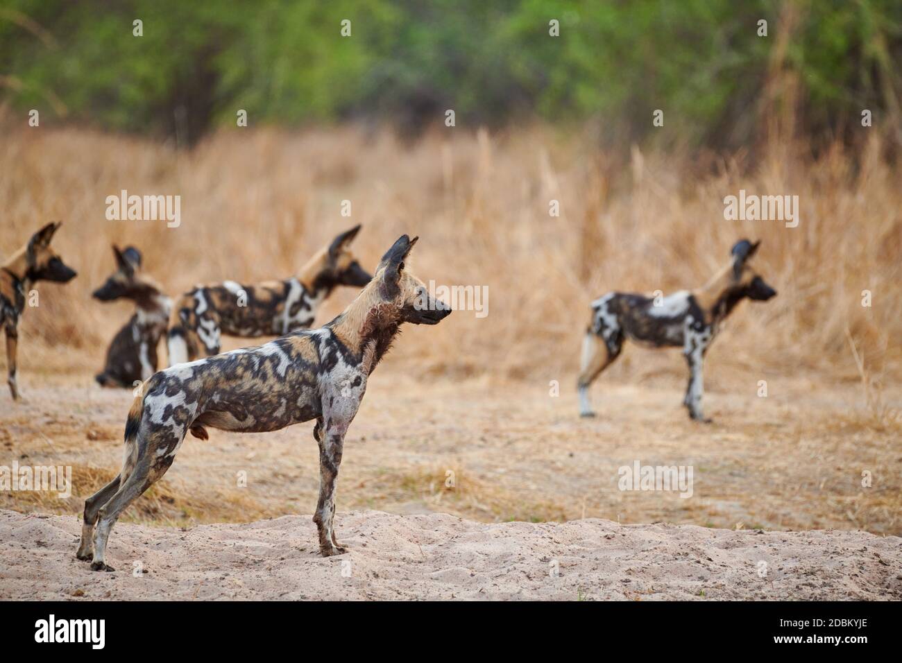 pack de perro salvaje africano (Lycaon pictus) o perro pintado, South Luangwa National Park, Mfuwe, Zambia, África Foto de stock
