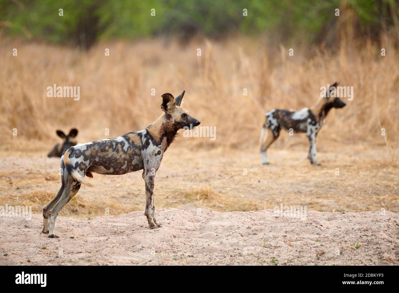 pack de perro salvaje africano (Lycaon pictus) o perro pintado, South Luangwa National Park, Mfuwe, Zambia, África Foto de stock