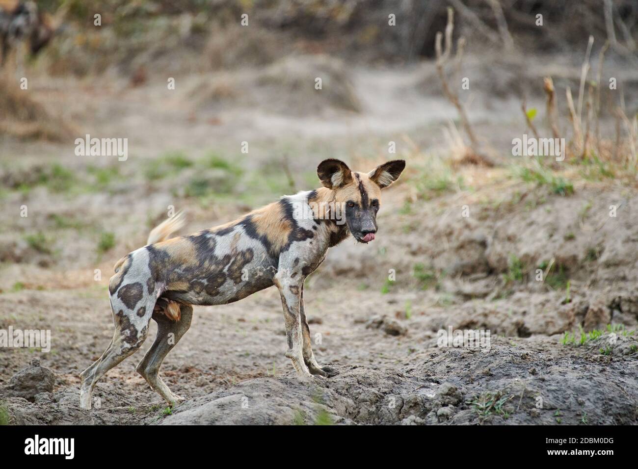 Perro salvaje africano (Lycaon pictus) o perro pintado, South Luangwa National Park, Mfuwe, Zambia, África Foto de stock