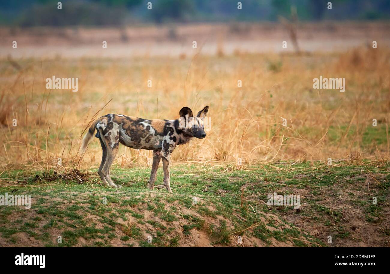 Perro salvaje africano (Lycaon pictus) o perro pintado, South Luangwa National Park, Mfuwe, Zambia, África Foto de stock