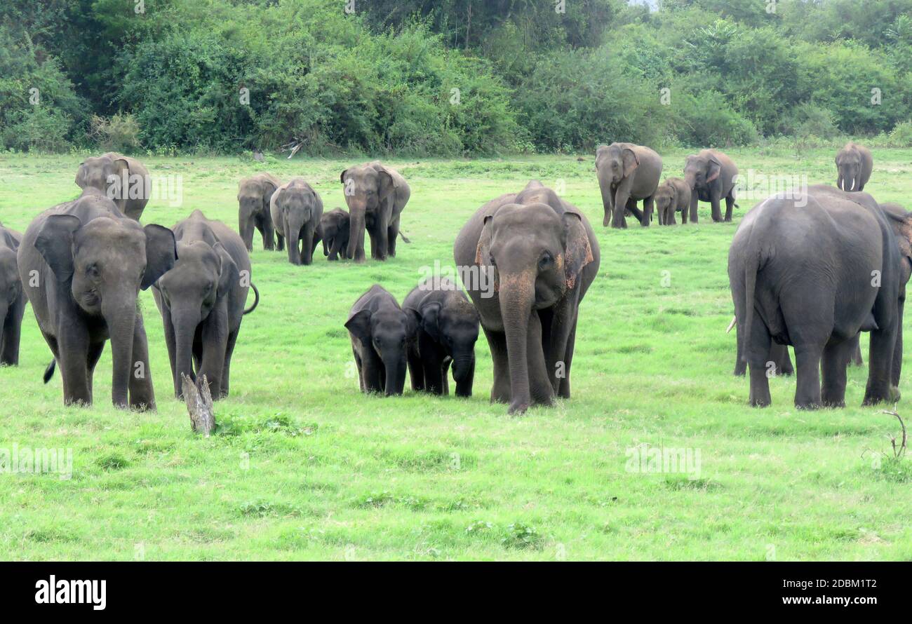 Los elefantes emergen en el lecho del reservorio. El elefante de Sri Lanka es una de las tres subespecies reconocidas del elefante asiático, y es originario de Sri Lanka. Parque Nacional Kaudulla, julio de 2020. Foto de stock