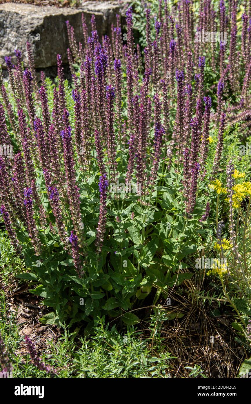 Plantas de SAGE con inflorescencias azules como cultivos y plantas medicinales en el campo Foto de stock