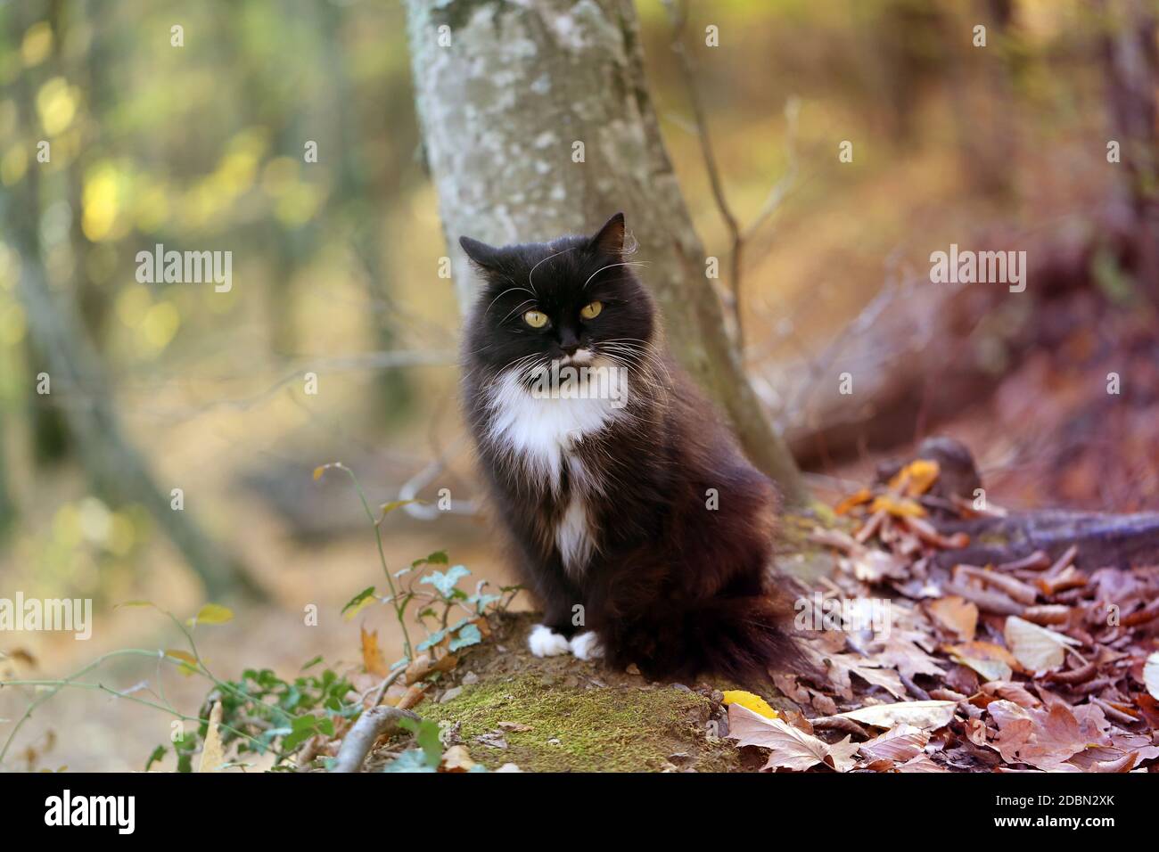 Foto de un hermoso gato en el otoño Bosque soleado Foto de stock