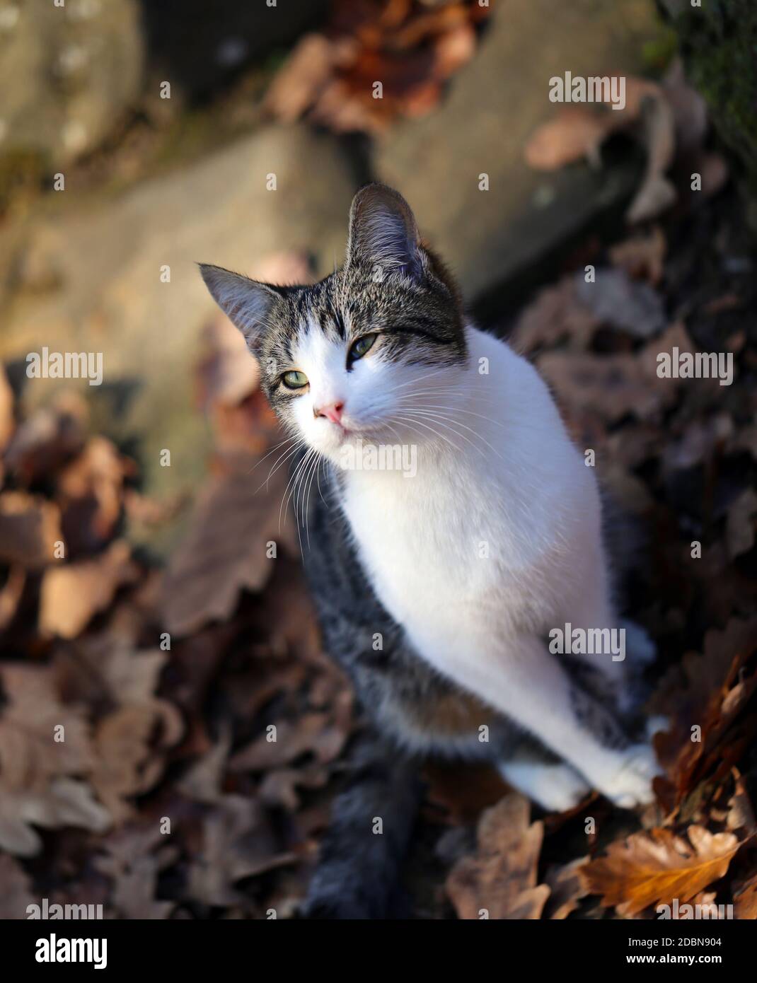 Foto retrato de un pequeño gatito Foto de stock