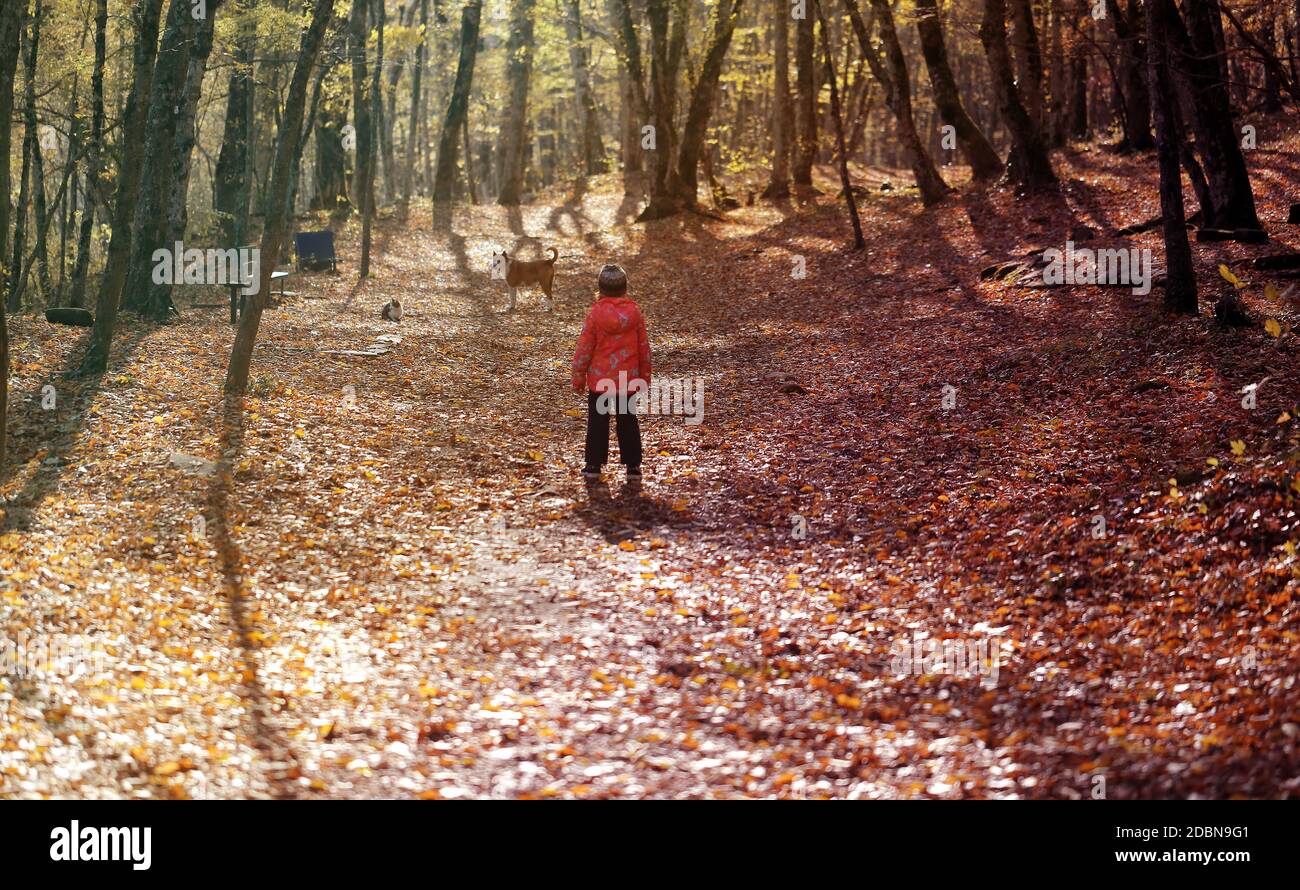 Paseos fotográficos en el bosque de otoño Soleado Foto de stock