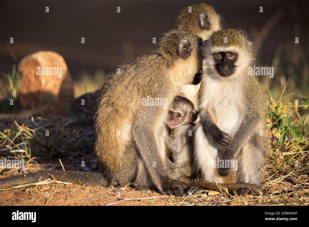 Tres monos con un bebé se sientan juntos Foto de stock