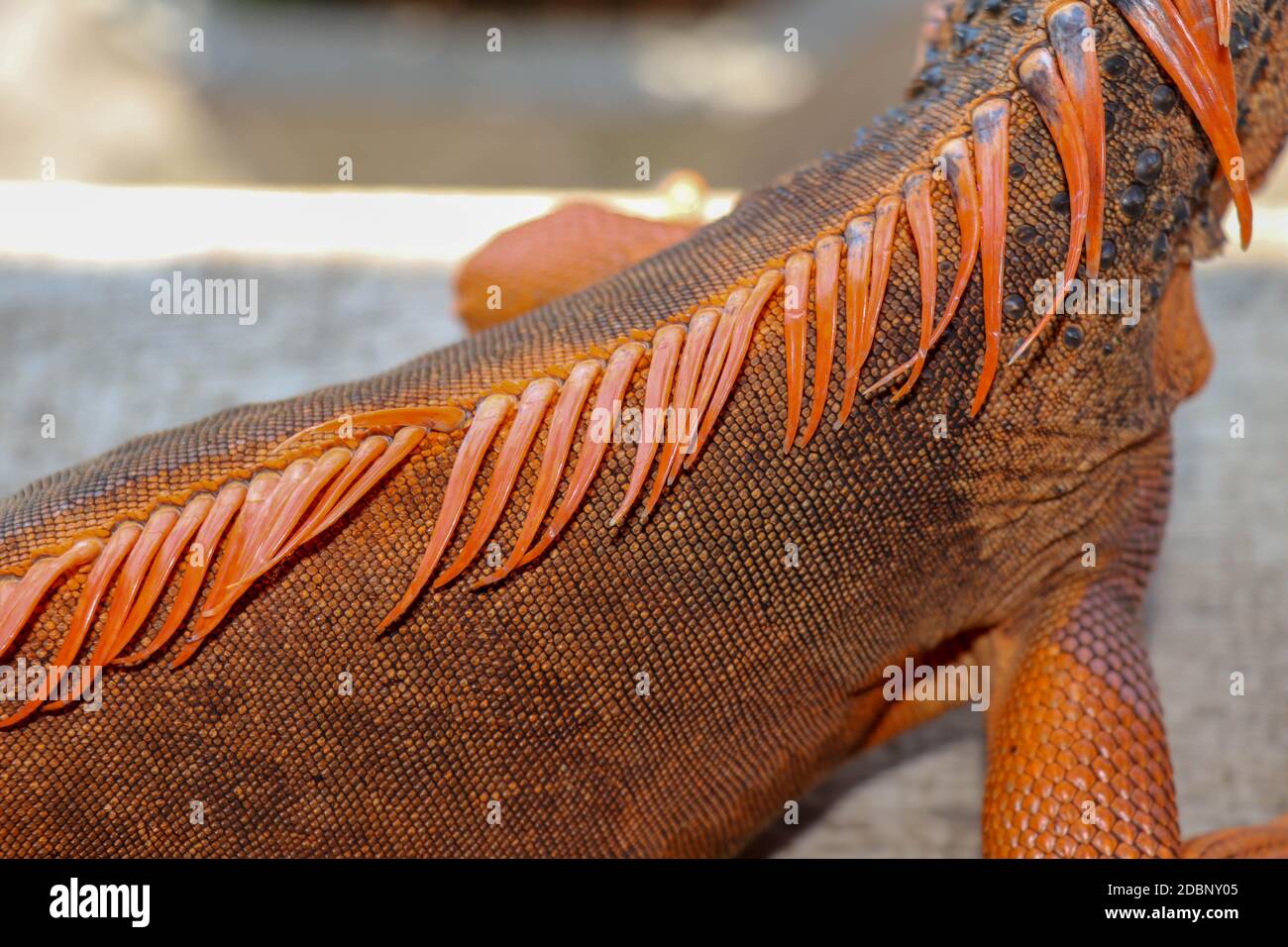 Primer plano de la piel escamosa de un reptil tropical Iguana Roja. El mejor y asombroso fondo para su proyecto. Macro foto piel de iguana exótica de colores. Foto de stock