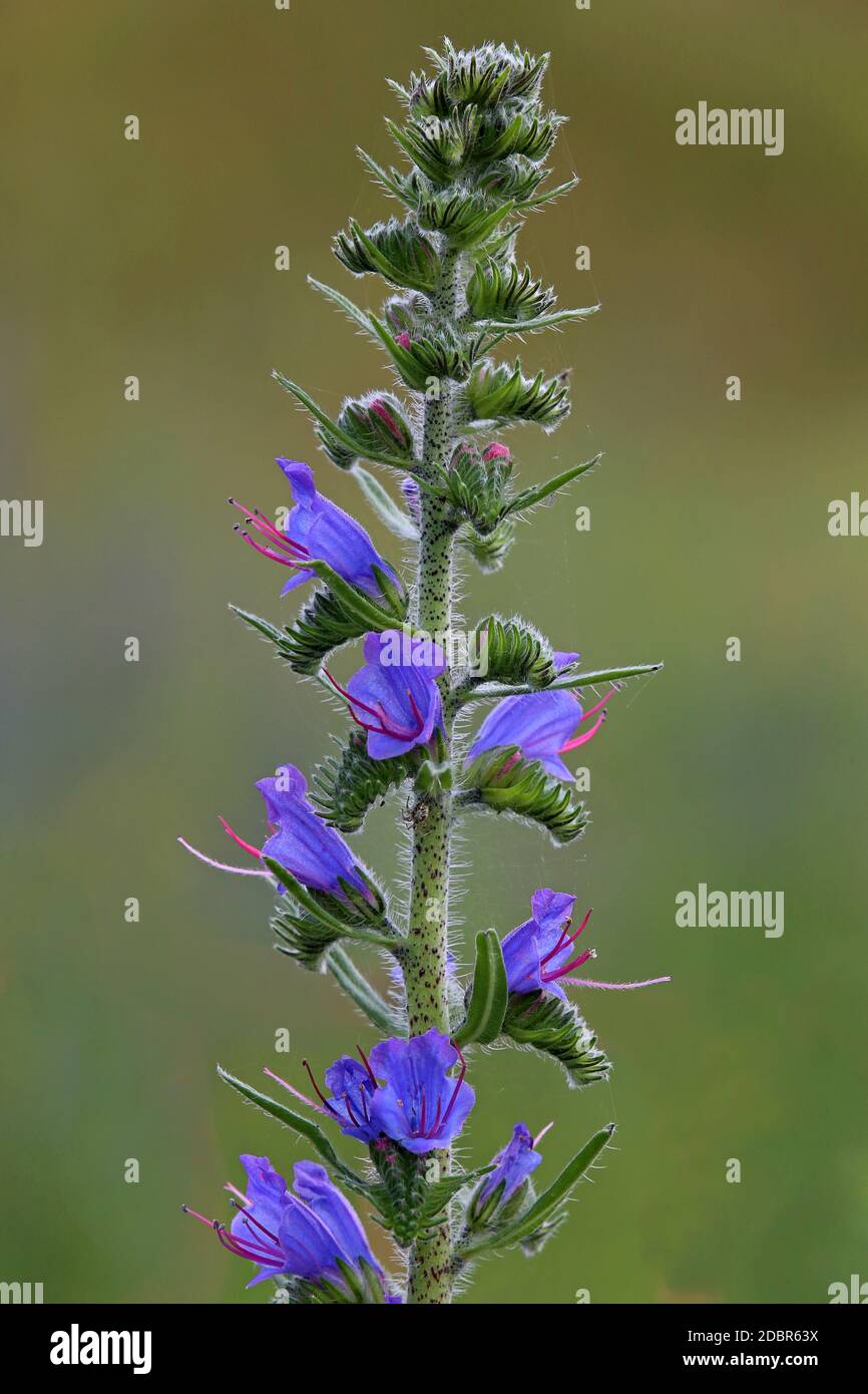 Macro Azul Natternkopf Echium vulgare Foto de stock