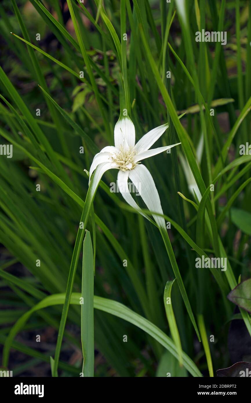 Hierba estrella (Rhynchospora colorata). Llamada planta de estanque, starrush whitetop, pernera blanca y pernera blanca también. Otro nombre científico es Di Foto de stock