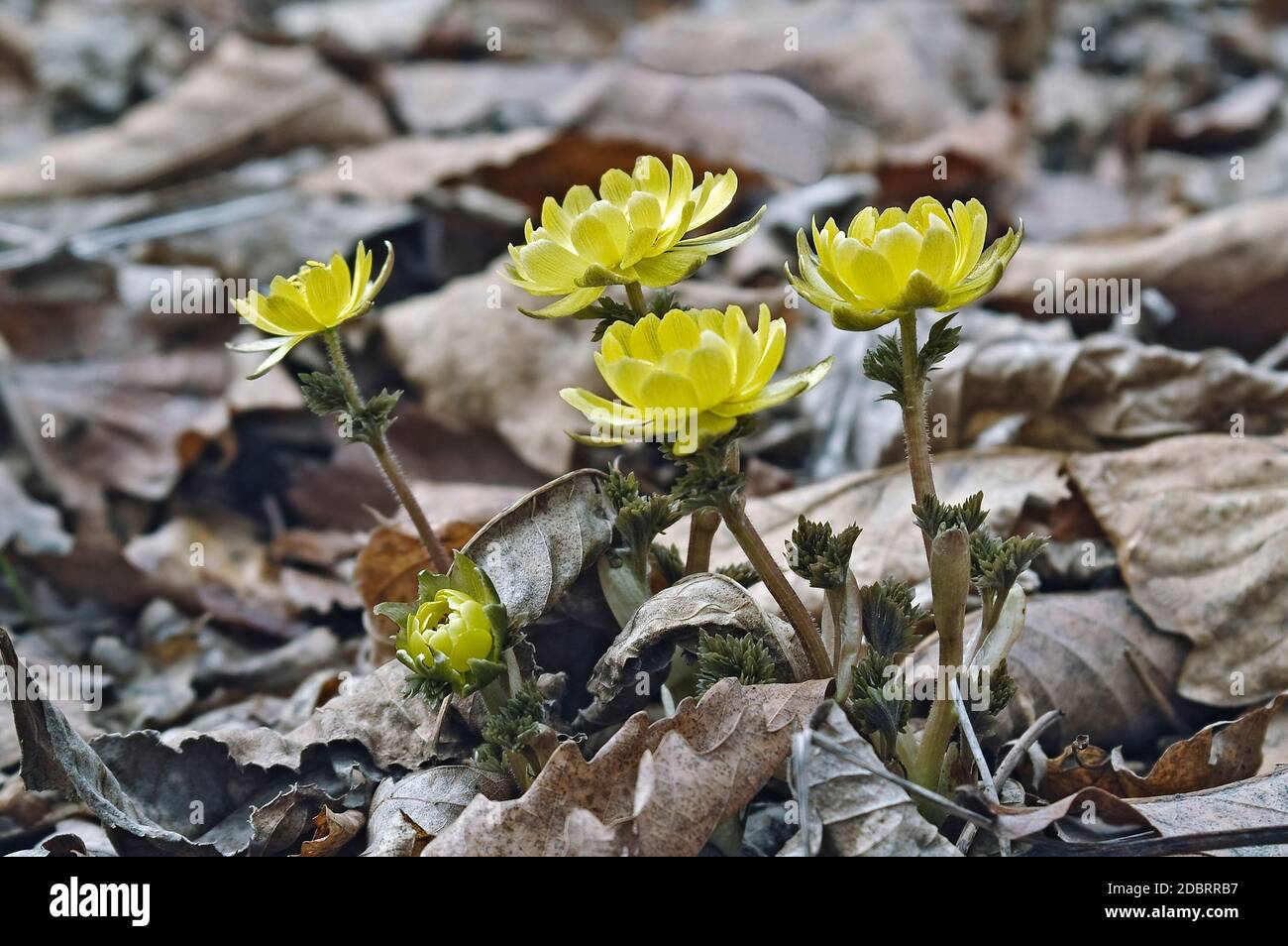 Amur Adonis Fotos E Imagenes De Stock Alamy