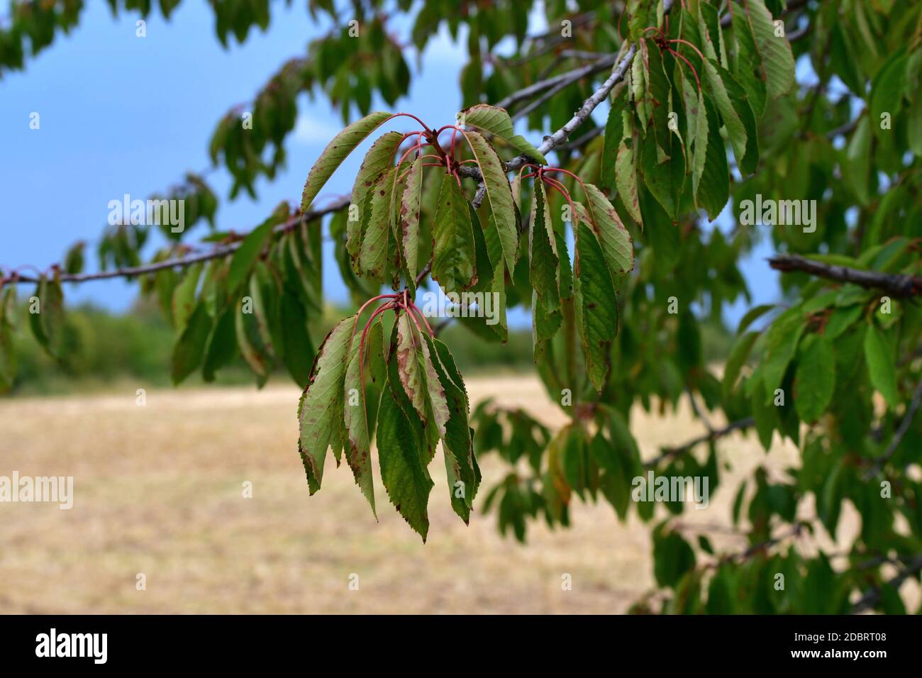 Una rama de un árbol de cerezo. Después de un largo período sin lluvia, las  hojas están enrolladas Fotografía de stock - Alamy