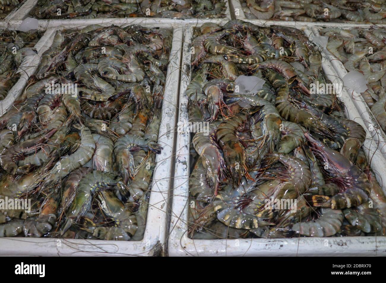 Primer plano de un fresco pescado langostino. Como camarón, pero de mayor  tamaño Fotografía de stock - Alamy