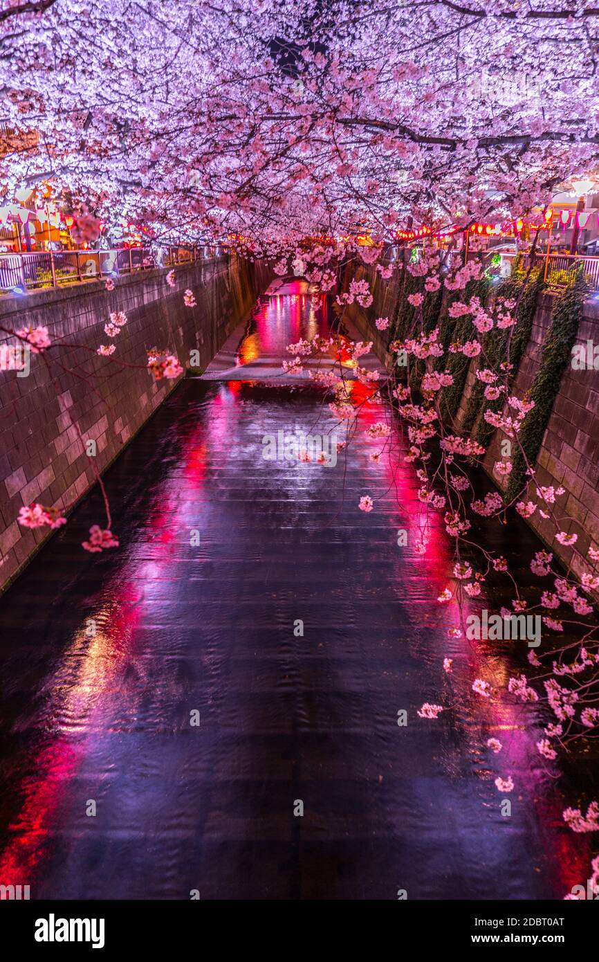 De ir a ver cerezos en flor por la noche Nakameguro Meguro Río ...