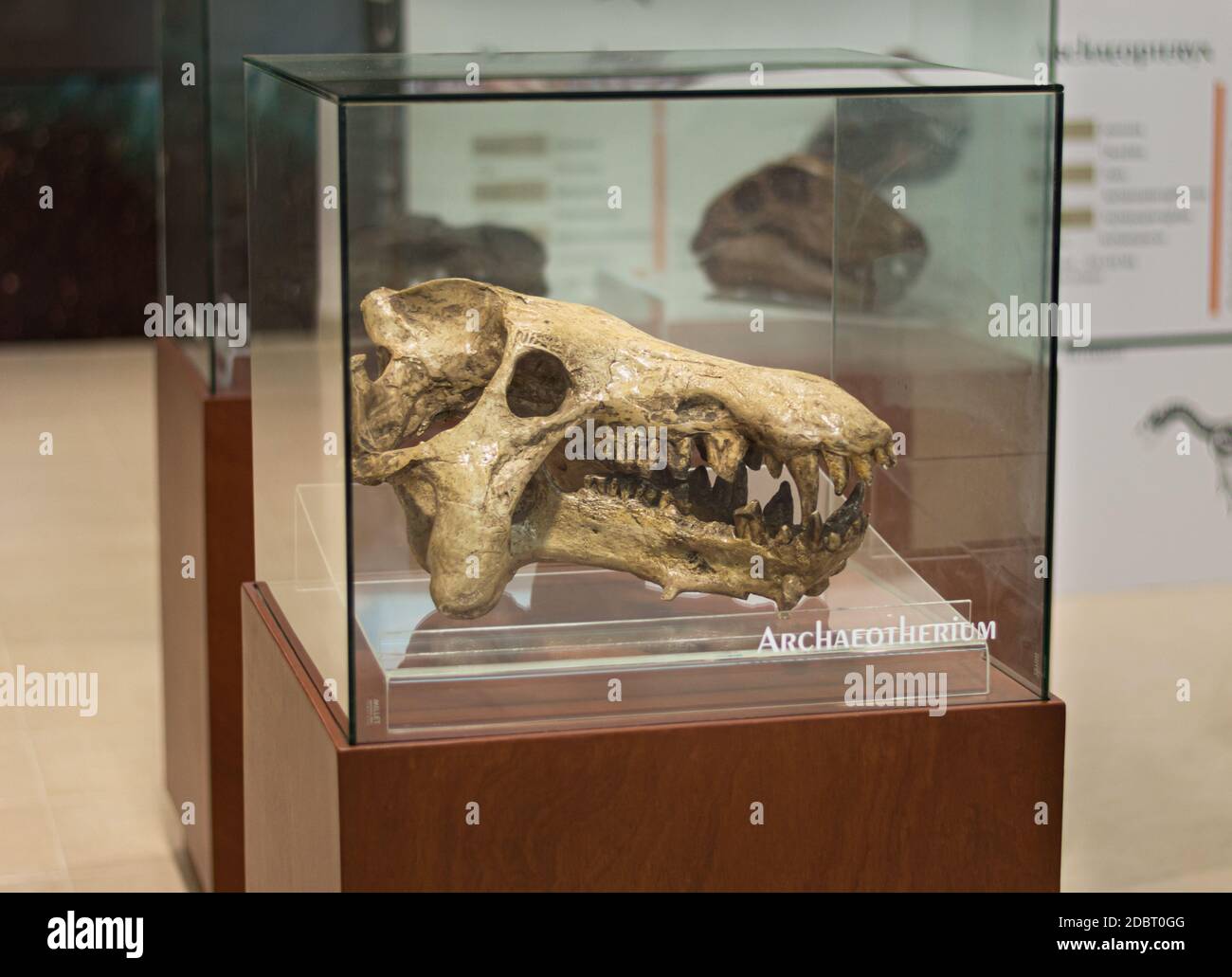 Archaeotherium cráneo fósil en exhibición en el Museo del Cráter Chicxulub en Yucatán, México. Foto de stock