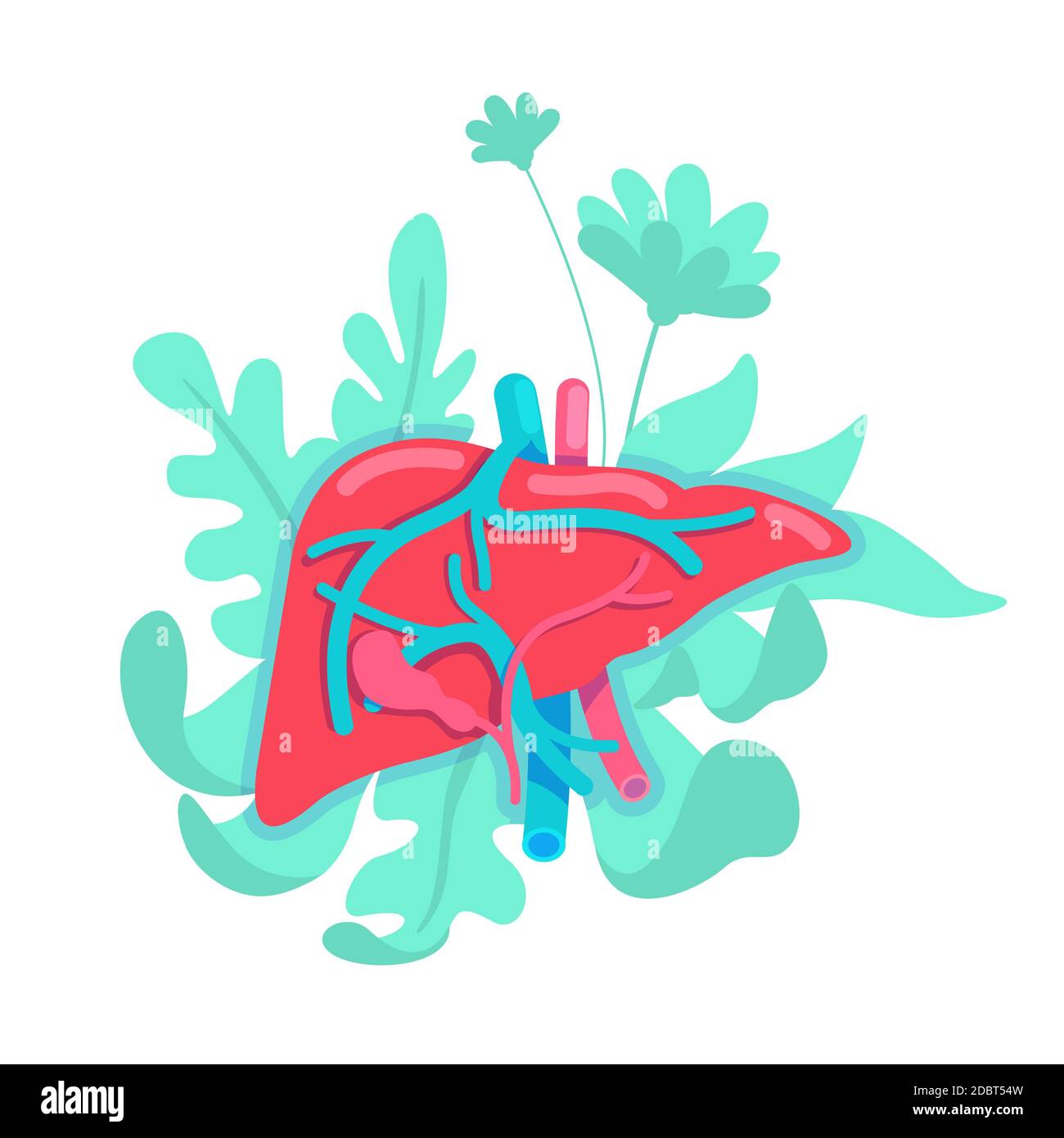 Ilustración del vector del concepto plano anatómico del hígado. Sistema  gastrointestinal. Intestino con intestino. Fisiología objeto de dibujos  animados 2D para diseño web. Saludable Fotografía de stock - Alamy
