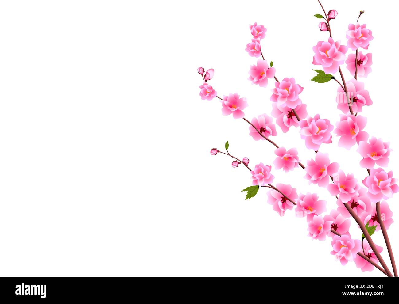 Sakura. Flores decorativas de cerezo con brotes en las ramas, un ramo. Se  puede utilizar para tarjetas, invitaciones, banners, carteles. Ilustración  vectorial Fotografía de stock - Alamy