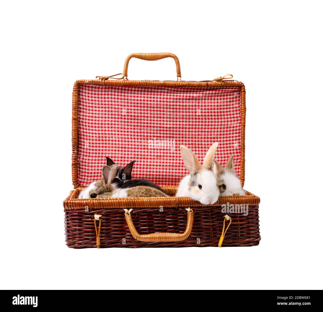 Conejito de cuatro conejos sentado en una maleta de mimbre marrón, aislado  sobre fondo blanco Fotografía de stock - Alamy