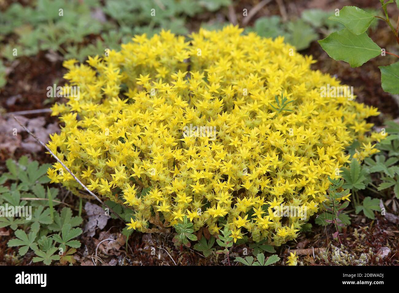 Tapicería amarilla de la pared afilada de Pepper Sedum acre Foto de stock