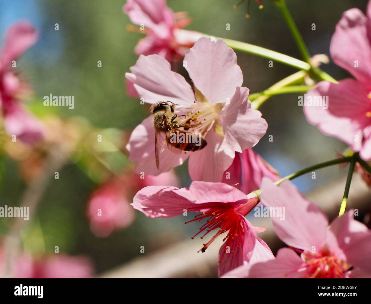 Busy Bee trabajando en Flores Foto de stock