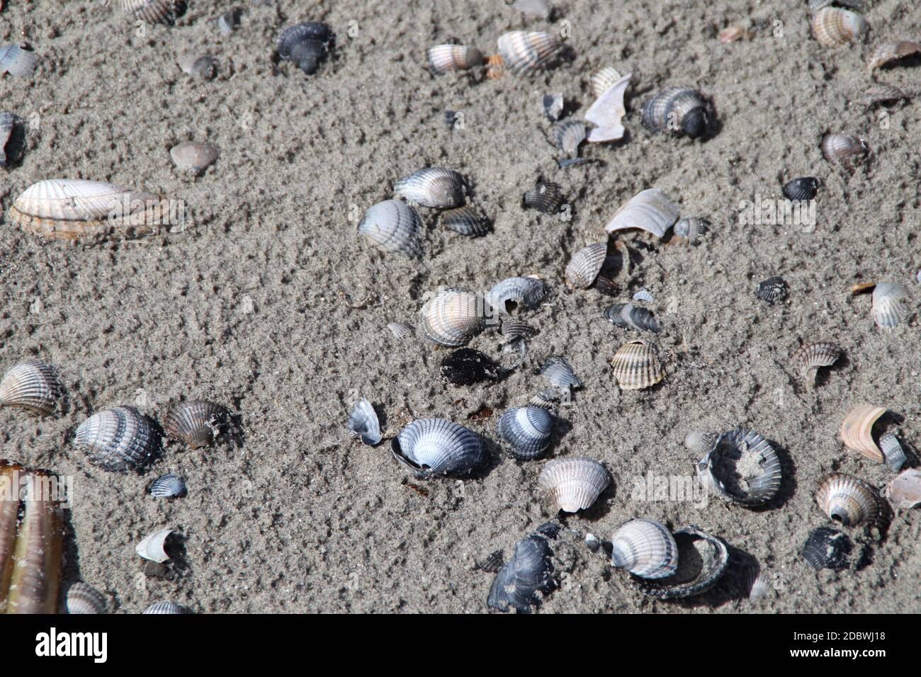 Conchas en la playa de Langeoog Foto de stock