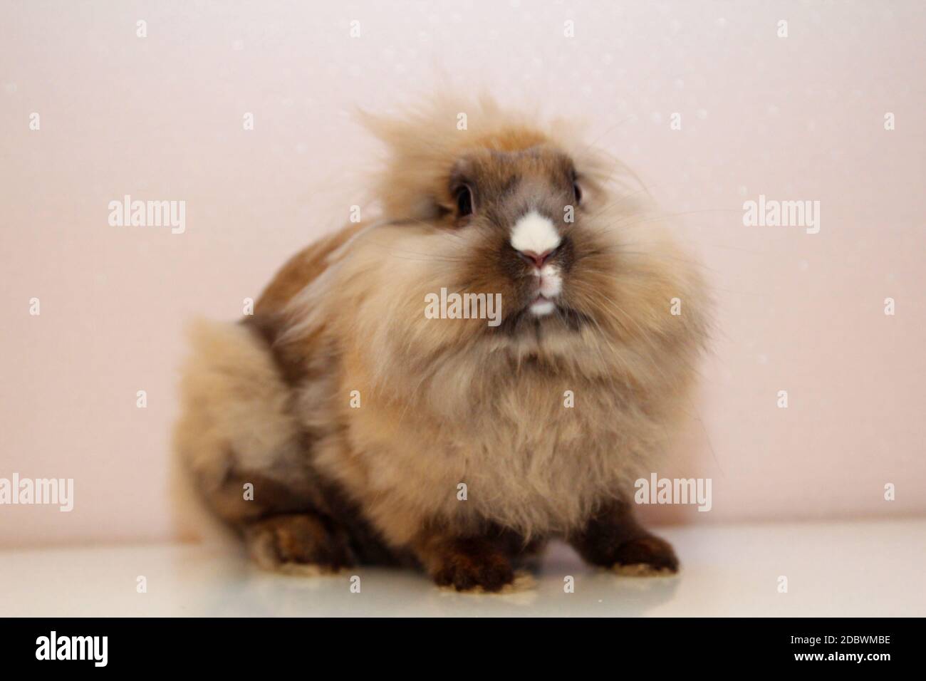 Fotografía con un conejo enano joven Foto de stock