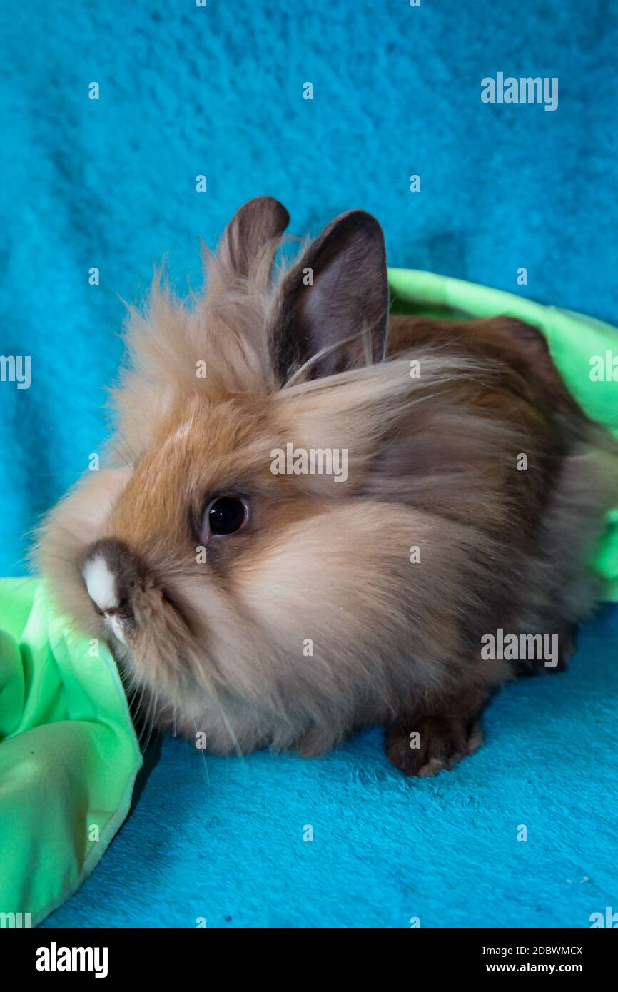 Fotografía con un conejo enano joven Foto de stock