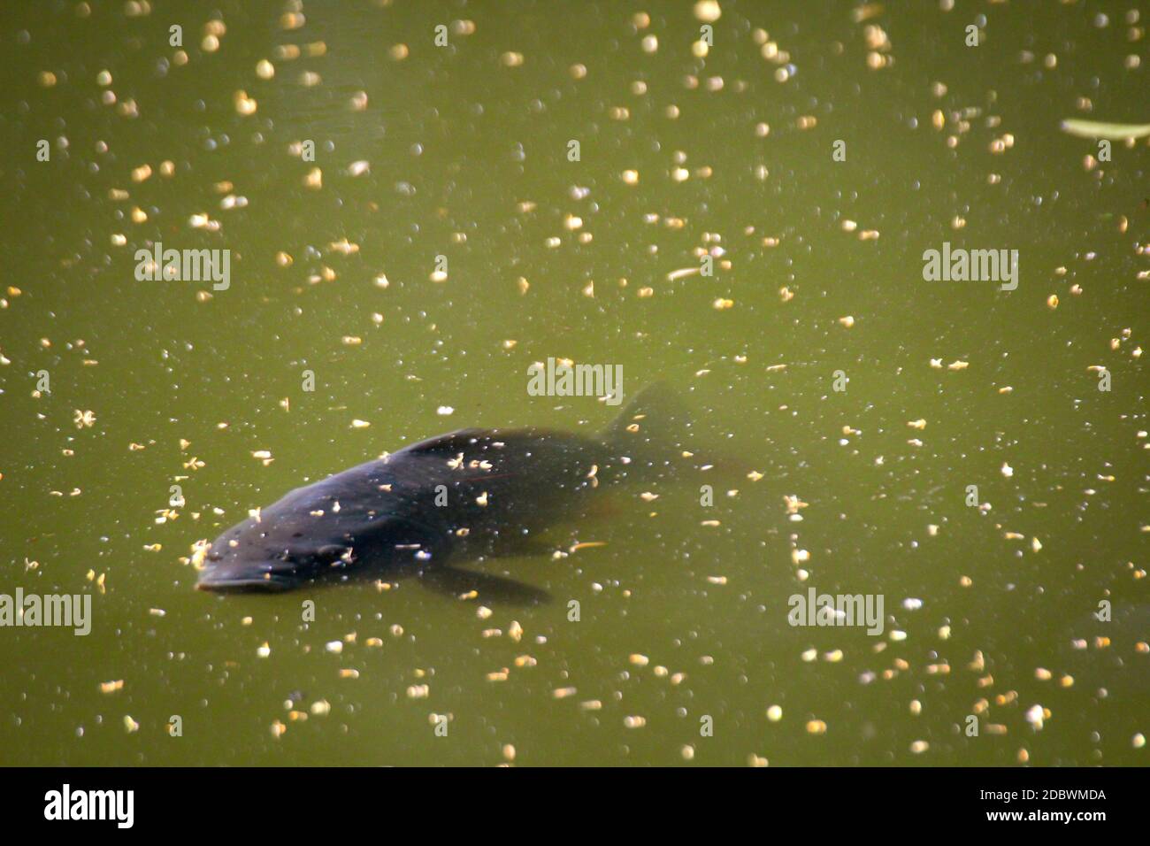 Un pez, la carpa nadan en la superficie de un estanque. Foto de stock