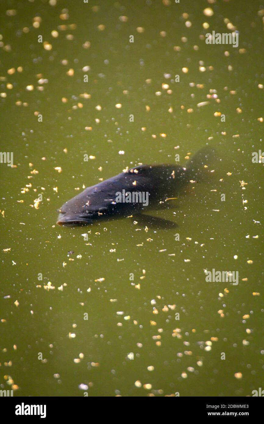Un pez, la carpa nadan en la superficie de un estanque. Foto de stock