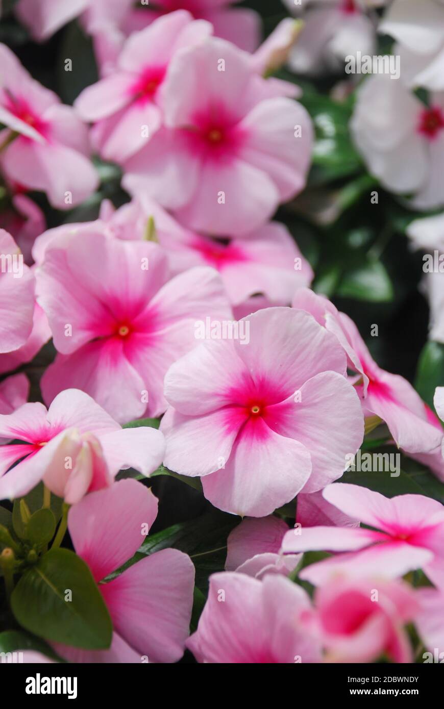 Flores de vinca del follaje, flores de vinca rosada (Madagascar  periwinkle), vinca en maceta Fotografía de stock - Alamy