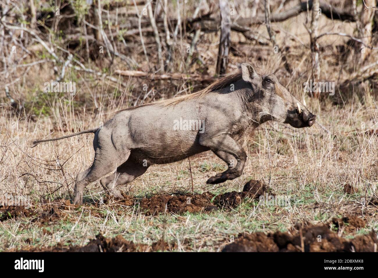 Warthog (Phacochoerus aethiopicus), macho, Parque Nacional Kruger, Sudáfrica, África. Warthog (Phacochoerus africanus) es una subespecie de la familia real del cerdo Foto de stock